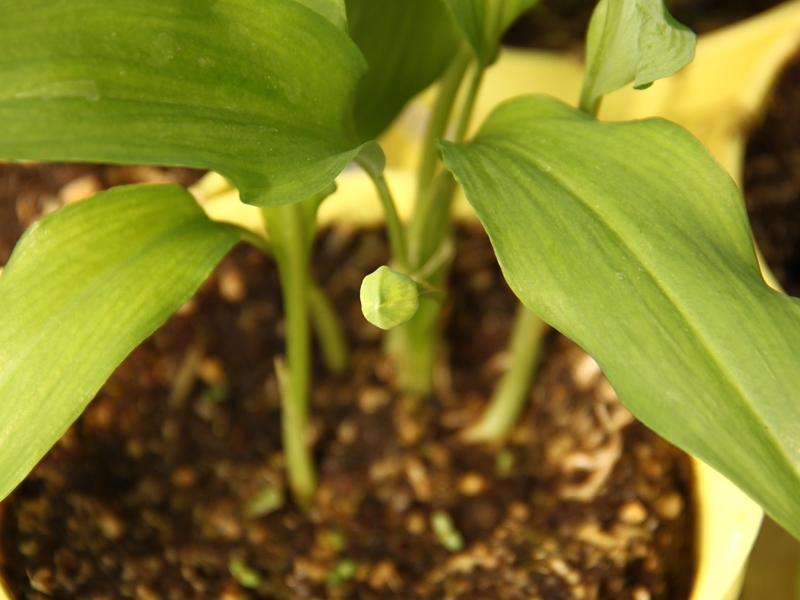 Allium ursinum, esnek medvd, Fotografie 2