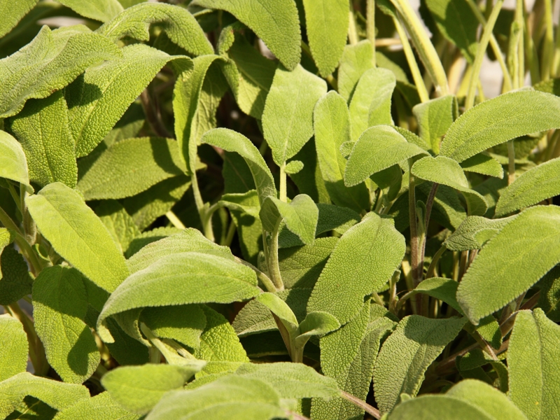 Salvia officinalis, alvj lkask, Fotografie 2