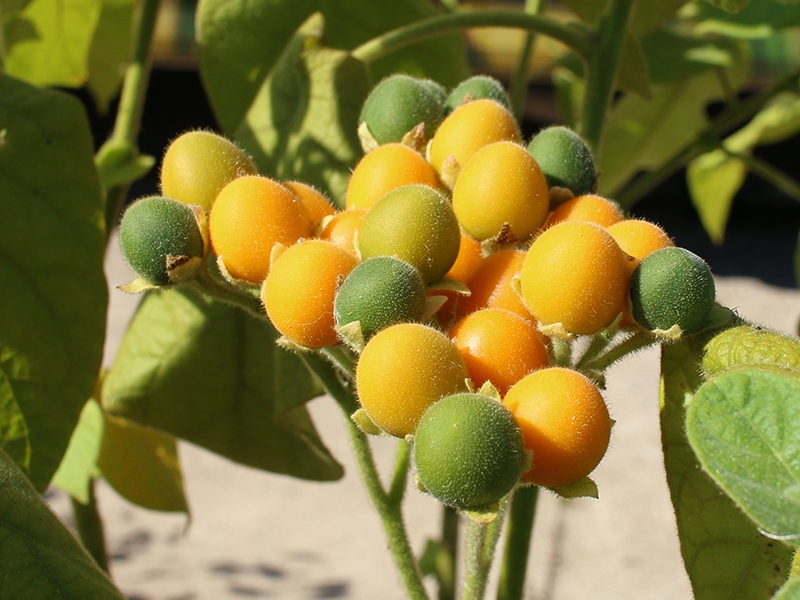 Solanum abutiloides, Trpasli tamarillo, Fotografie 1