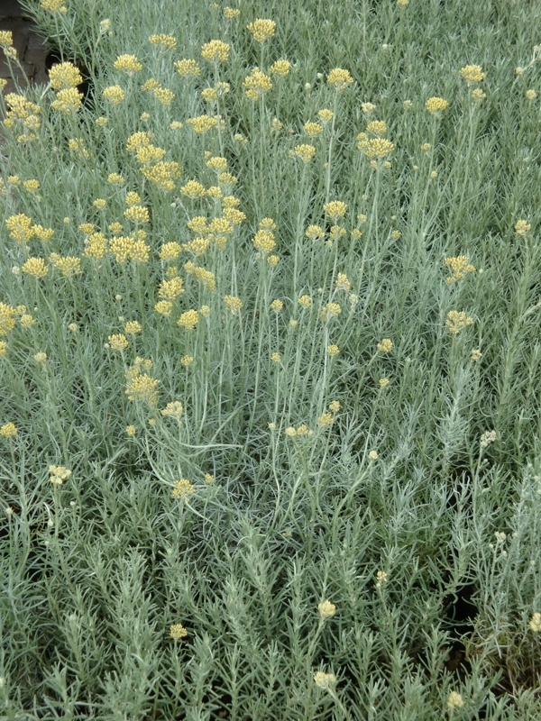 Helichrysum italicum angustifolium, Smil italsk, Fotografie 1