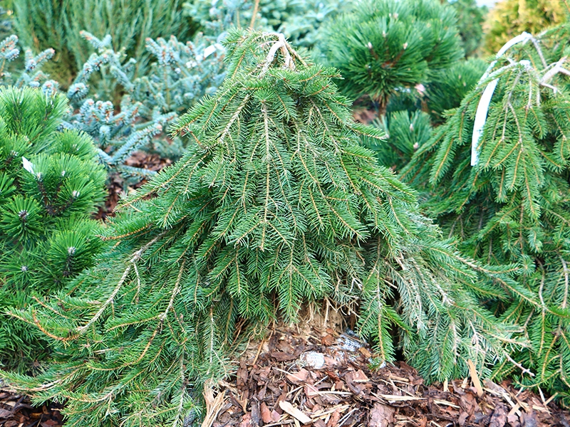 Picea abies 'Formnek', Smrk ztepil, Fotografie 1