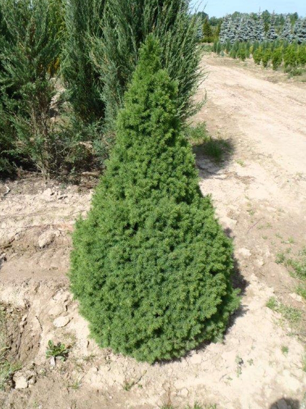 Picea glauca 'Conica', Smrk siv, Fotografie 1