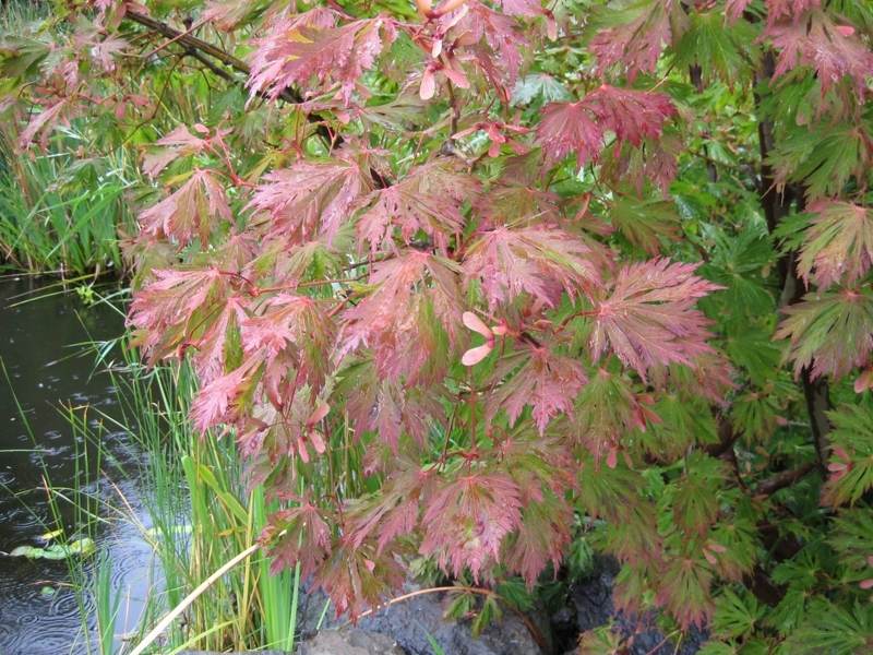 Acer japonicum 'Aconitifolium', Javor japonsk, Fotografie 1
