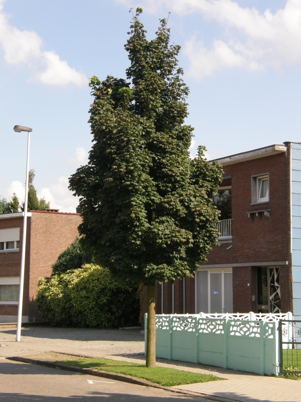 Acer platanoides 'Columnare', Javor ml, Fotografie 1