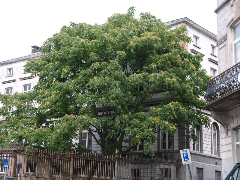 Ailanthus altissima, Pajasan laznat, Fotografie 1