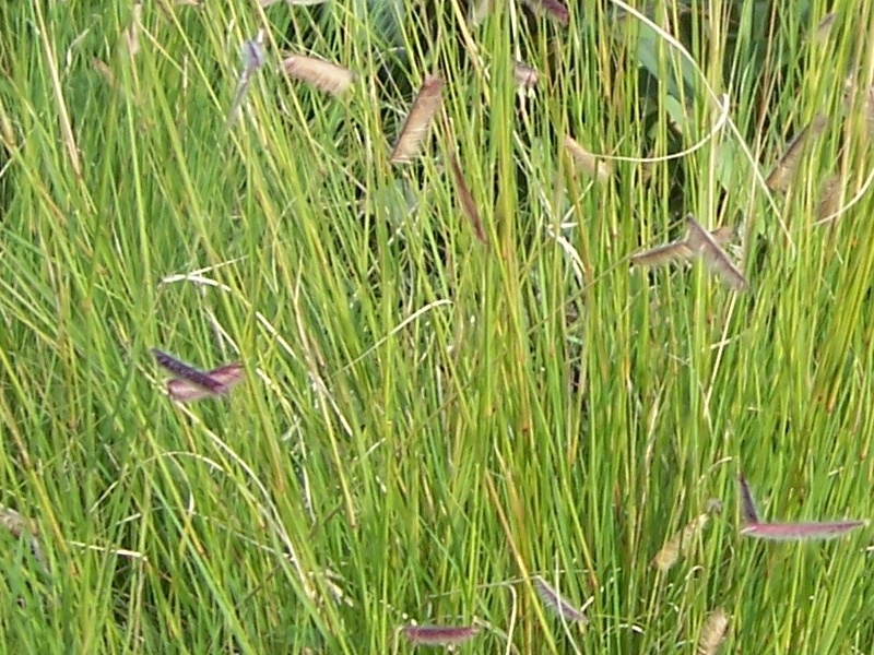 Bouteloua gracilis, Butelua nn, Fotografie 2