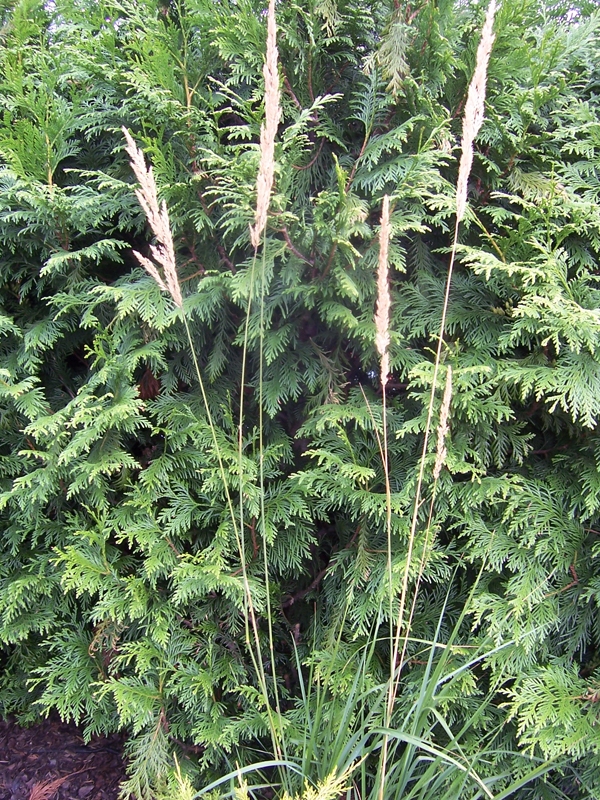 Calamagrostis x acutiflora 'Karl Foerster', Ttina, Fotografie 1