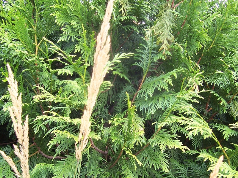 Calamagrostis x acutiflora 'Karl Foerster', Ttina, Fotografie 2