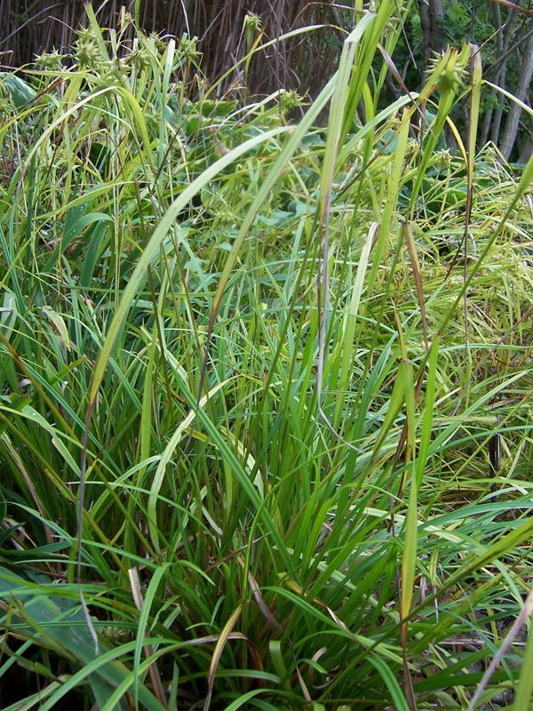 Carex Grayi, Ostice Grayova, Fotografie 1
