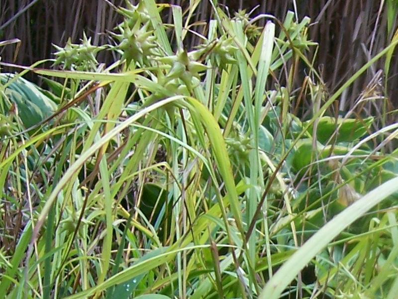 Carex Grayi, Ostice Grayova, Fotografie 2