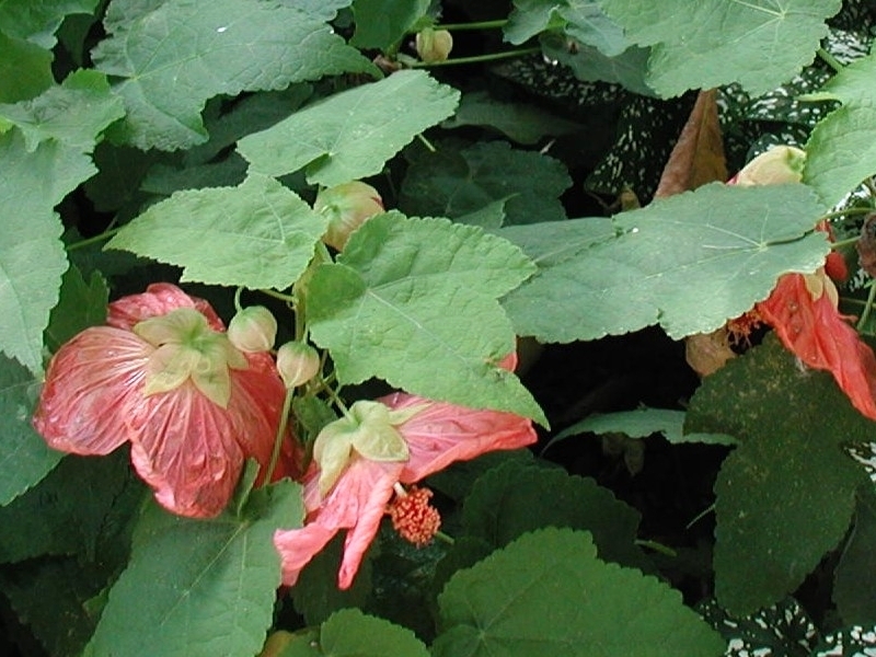 Abutilon hybridum, Mrak, Fotografie 2