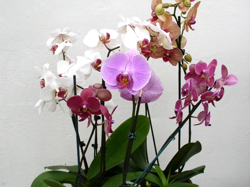 Phalaenopsis (Orchidea), Falenopsis, Mrovec (Orchidej), Fotografie 1