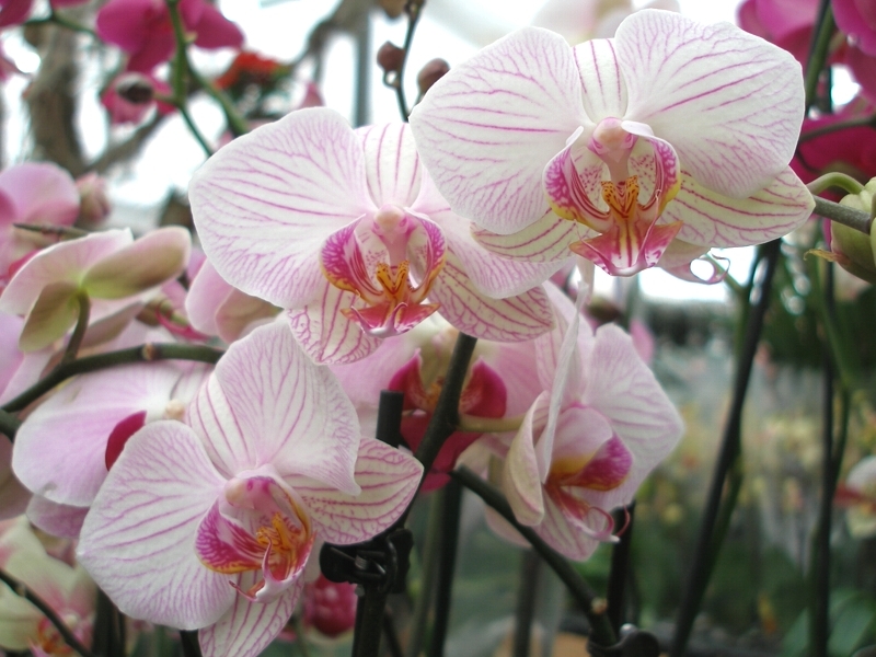 Phalaenopsis (Orchidea), Falenopsis, Mrovec (Orchidej), Fotografie 2