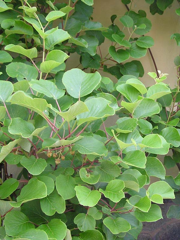 Actinidia chinensis  , Aktindie nsk, Kiwi, Fotografie 2