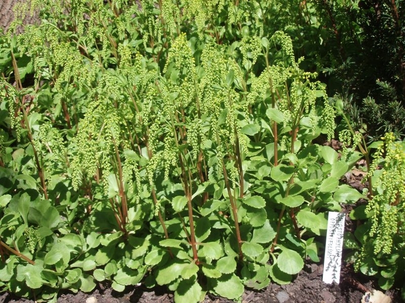 Chiastophyllum oppositifolium, Pupovice, cotyledon, Fotografie 2