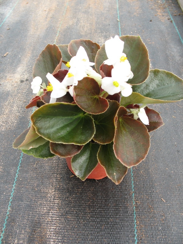 Begonia semperflorens, Voskovka, Fotografie 2