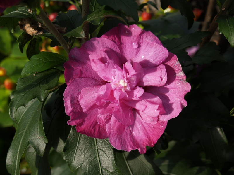 Hibiscus syriacus 'Purple Ruffles', Ibiek syrsk, Fotografie 2