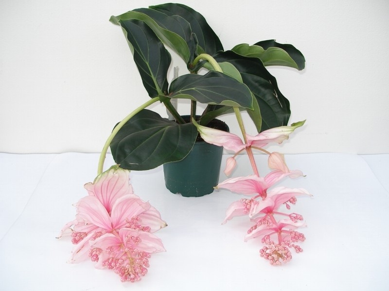 Medinilla magnifica, Tupouek, Fotografie 1