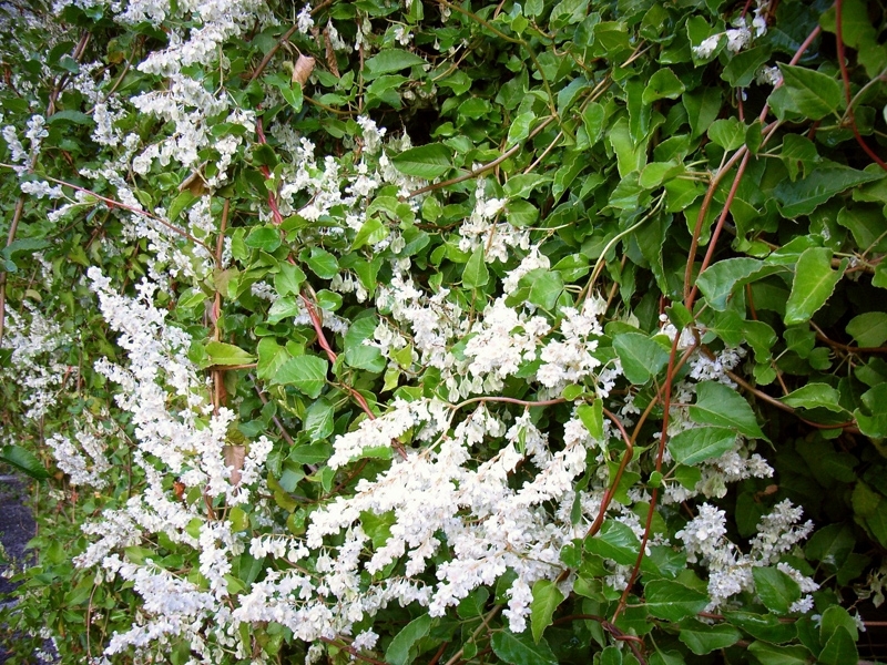 Fallopia aubertii (syn. Polygonum aubertii), Opletka Aubertova, Fotografie 1