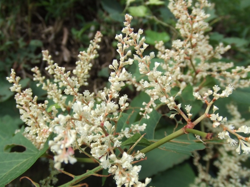 Fallopia aubertii (syn. Polygonum aubertii), Opletka Aubertova, Fotografie 2