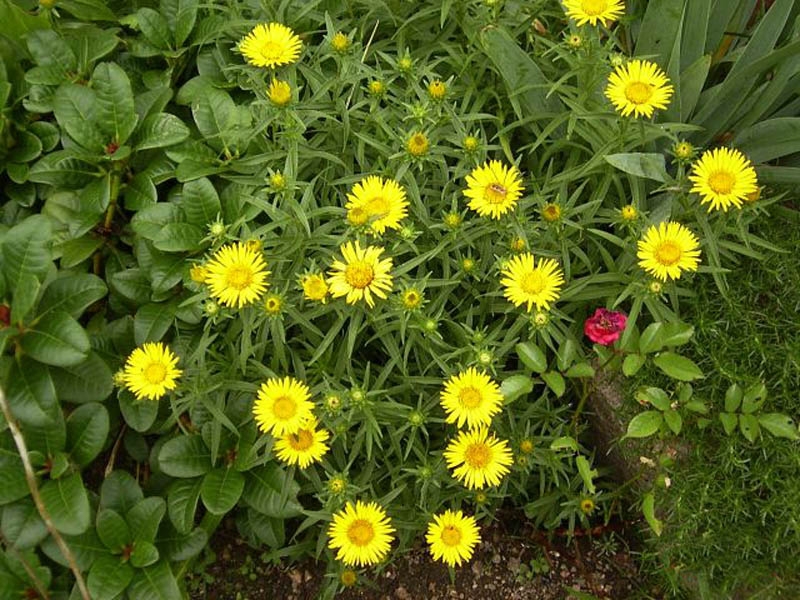 Inula ensifolia, Oman meolist, Fotografie 1