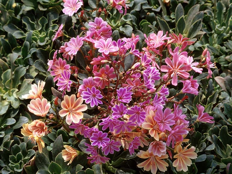 Lewisia cotyledon, Levisie kvtnat, Fotografie 1