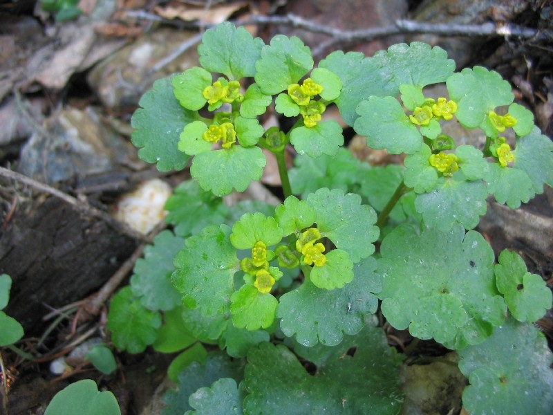 Chrysosplenium alternifolium, Mokr stdavolist, Fotografie 2